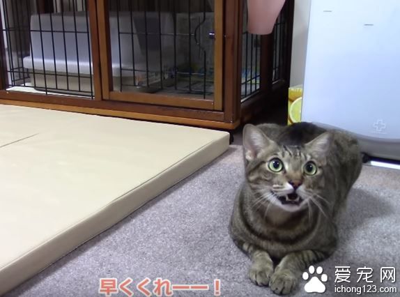 乖巧猫咪吃饭会等等　主人说可以才开动！