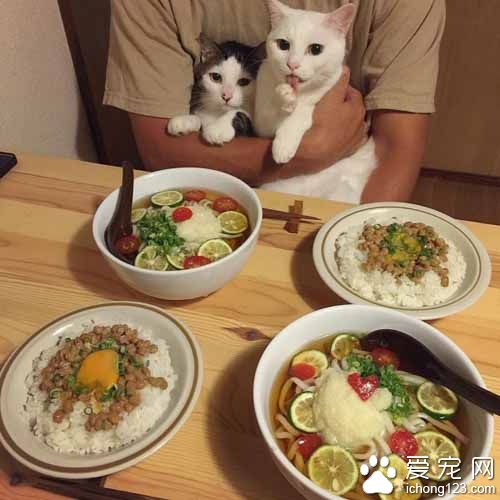 再怎么装可爱也不会给你们吃的！猫奴是不会屈服的！