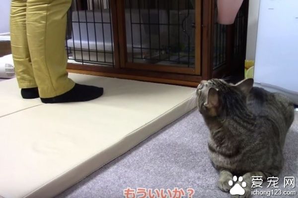乖巧猫咪吃饭会等等　主人说可以才开动！