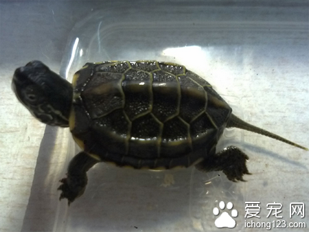 草龟会咬人吗 草龟性情比较温和