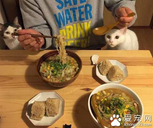 再怎么装可爱也不会给你们吃的！猫奴是不会屈服的！