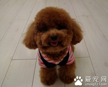 狗狗怀胎吃什么 应供应充分的优质饲料