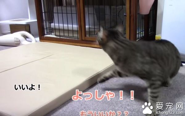 乖巧猫咪吃饭会等等　主人说可以才开动！