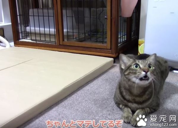 乖巧猫咪吃饭会等等　主人说可以才开动！