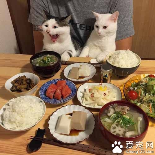 再怎么装可爱也不会给你们吃的！猫奴是不会屈服的！