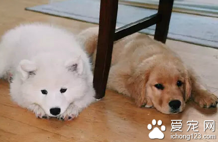 感情好的兄弟俩