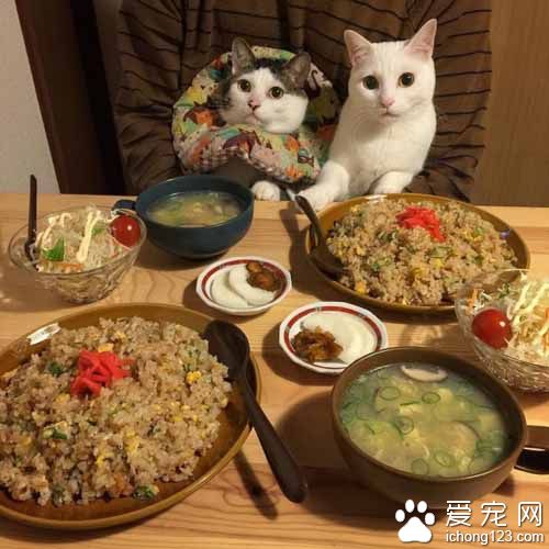 再怎么装可爱也不会给你们吃的！猫奴是不会屈服的！