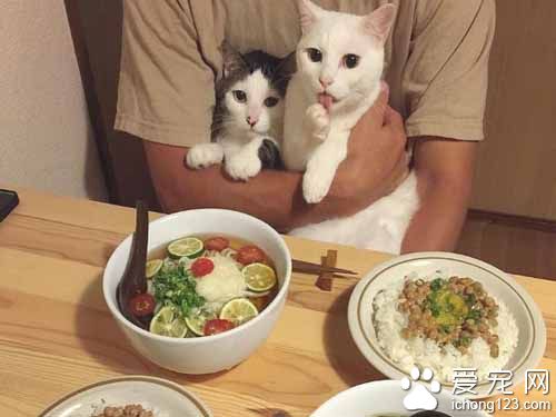 再怎么装可爱也不会给你们吃的！猫奴是不会屈服的！