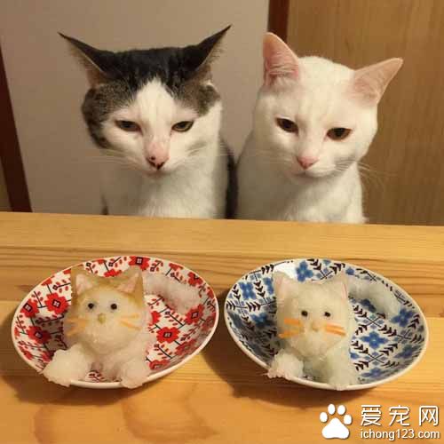 再怎么装可爱也不会给你们吃的！猫奴是不会屈服的！