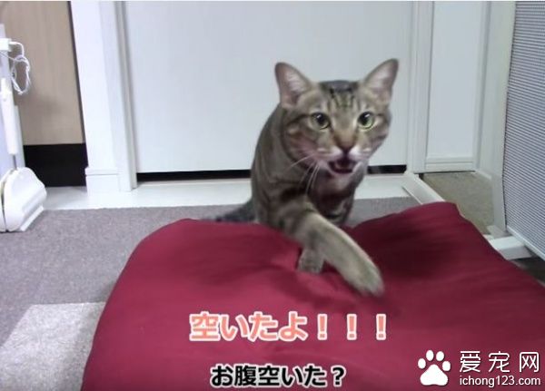 乖巧猫咪吃饭会等等　主人说可以才开动！