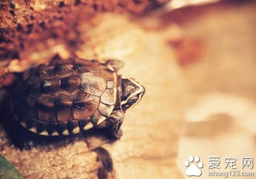 乌龟冬眠后不吃东西 找对原因对症下药