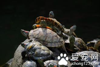 乌龟冬眠需要什么 不要频繁的打扰乌龟