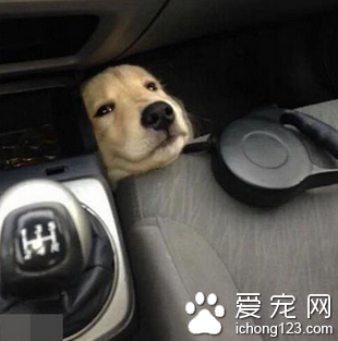 你这是在玩躲猫猫么