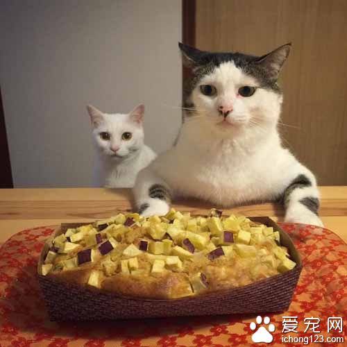 再怎么装可爱也不会给你们吃的！猫奴是不会屈服的！