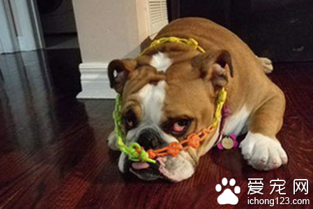 它好像不喜欢这个