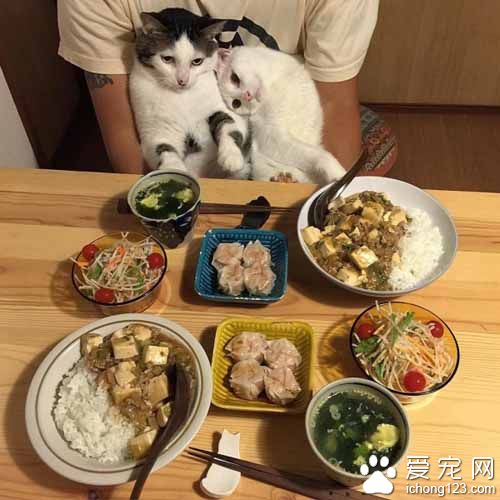 再怎么装可爱也不会给你们吃的！猫奴是不会屈服的！