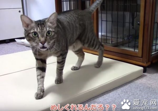 乖巧猫咪吃饭会等等　主人说可以才开动！