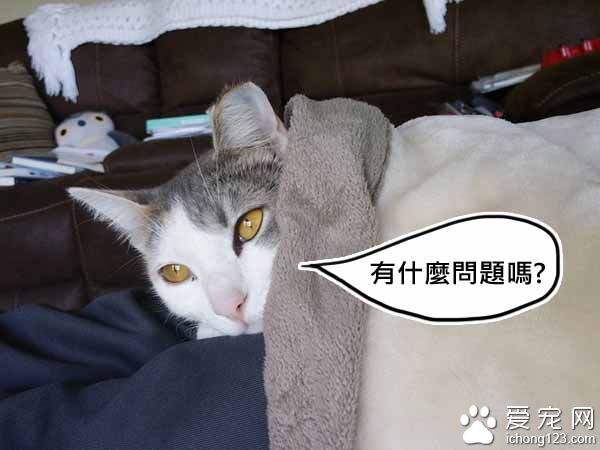 猫咪伺机擅闯民宅 最后竟从容定居！