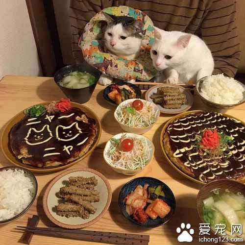 再怎么装可爱也不会给你们吃的！猫奴是不会屈服的！