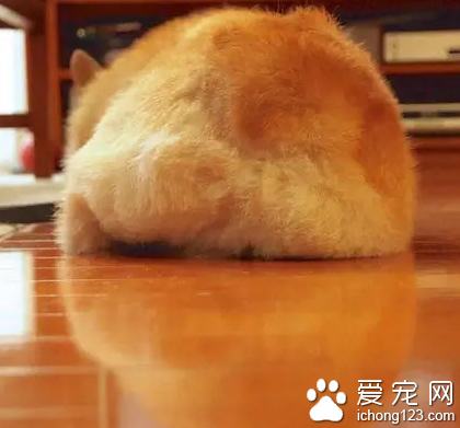 柯基性感的屁屁