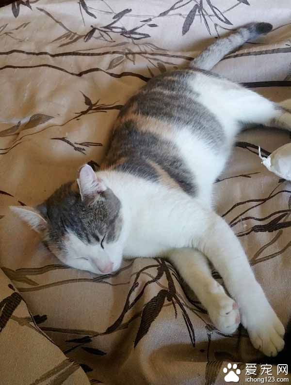 猫咪伺机擅闯民宅 最后竟从容定居！