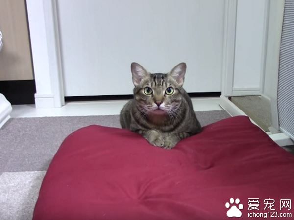 乖巧猫咪吃饭会等等　主人说可以才开动！