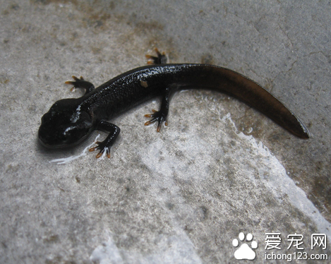 娃娃鱼咬人吗 大鲵生性凶猛