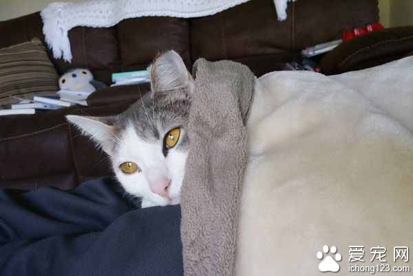 猫咪伺机擅闯民宅 最后竟从容定居！