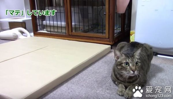 乖巧猫咪吃饭会等等　主人说可以才开动！