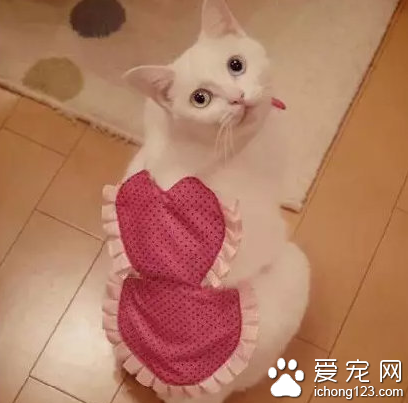 颜值颇高的“女仆”