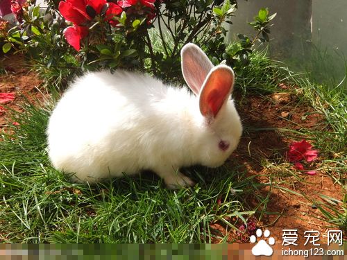 兔子为什么不会叫 兔的叫唤声音很小