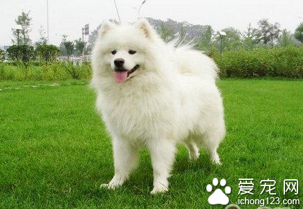 萨摩耶犬咬人吗 要严格的训练和调教