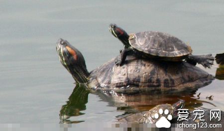 大乌龟冬眠怎么养 最佳时间是三四个月