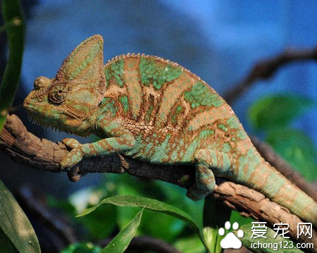 变色龙会咬人吗 变色龙一般不会咬人