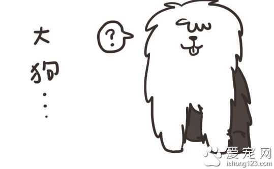 家有大狗才会发生的可爱趣事，养过大型犬的才有体会