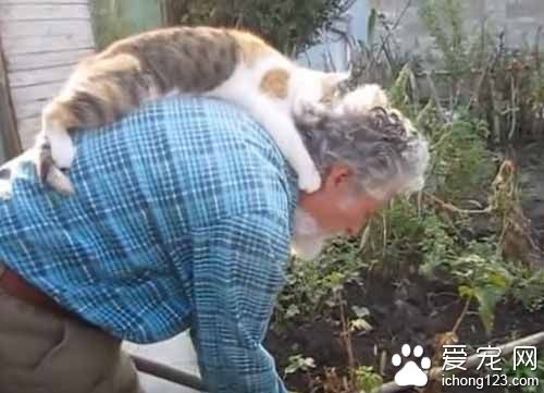 猫奴弯腰忙园艺 喵星人跳背上忘情地蹭蹭舔舔好满足