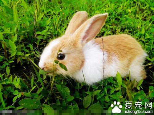 兔子喜欢玩什么 "躲猫猫和抓扒和啃啃"游戏