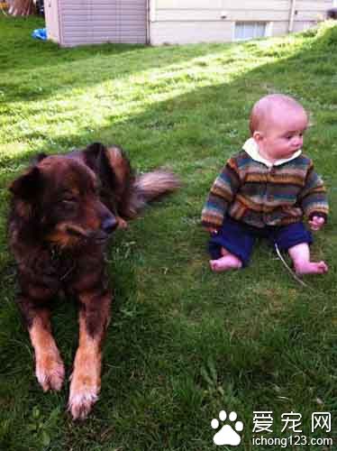 深爱小主人的狗因病去世，很遗憾无法再陪伴儿子长大