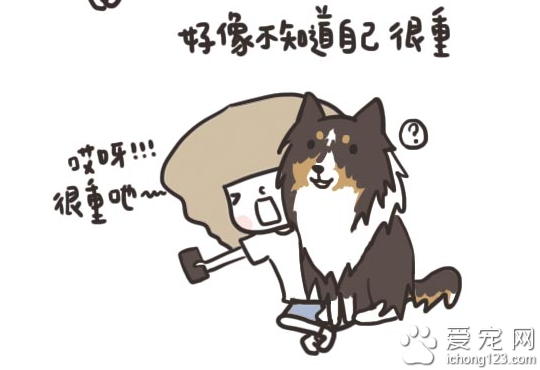 家有大狗才会发生的可爱趣事，养过大型犬的才有体会