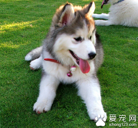 哈士奇会咬人吗 要进行良好的教育