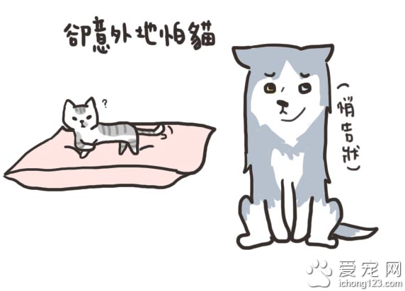 家有大狗才会发生的可爱趣事，养过大型犬的才有体会