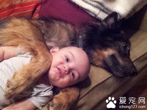 深爱小主人的狗因病去世，很遗憾无法再陪伴儿子长大