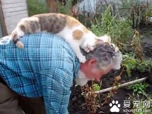 猫奴弯腰忙园艺 喵星人跳背上忘情地蹭蹭舔舔好满足