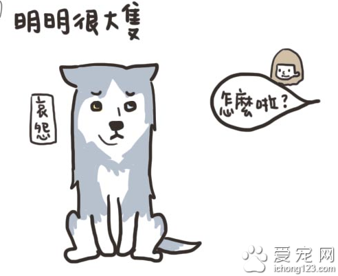 家有大狗才会发生的可爱趣事，养过大型犬的才有体会