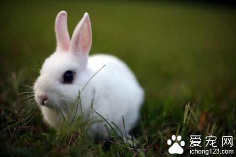 兔子四肢抽搐怎么办 找对病因对症下药