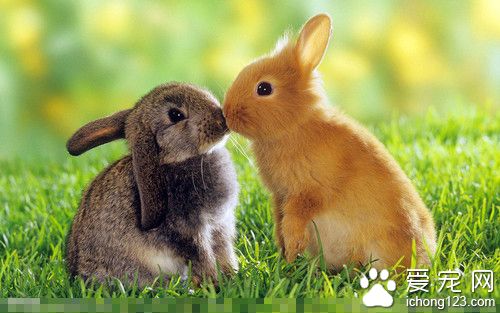 兔子喜欢吃肉吗 兔子为草食类的动物