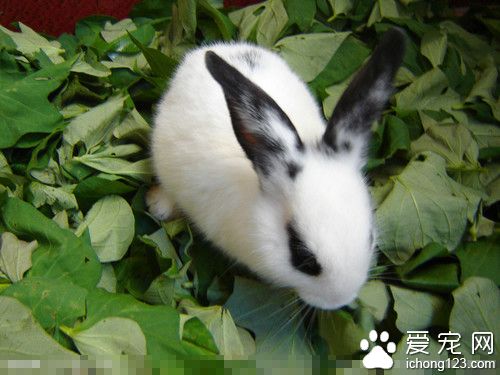 兔子抽搐仰头怎么办 注意居住环境干燥清洁