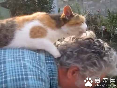 猫奴弯腰忙园艺 喵星人跳背上忘情地蹭蹭舔舔好满足
