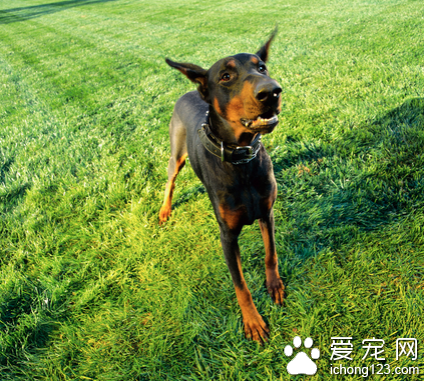 杜宾犬咬人吗 杜宾犬一般不会咬人