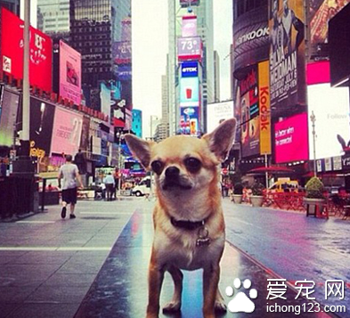 家长携带宠物外出旅行走红网络 引数万人效仿